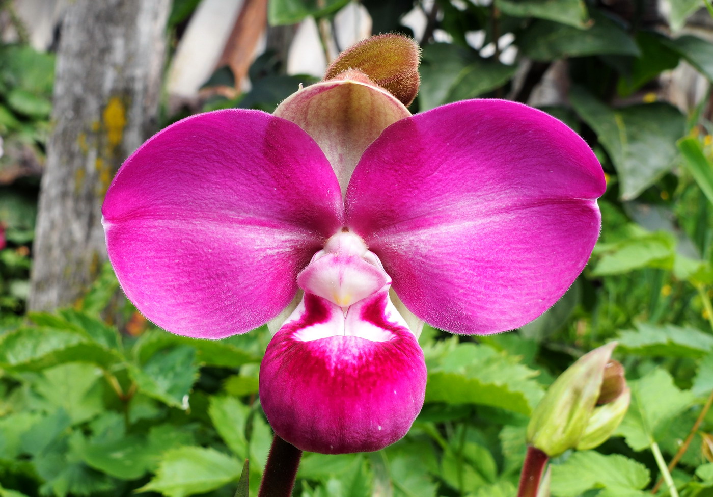 Image of Phragmipedium kovachii specimen.