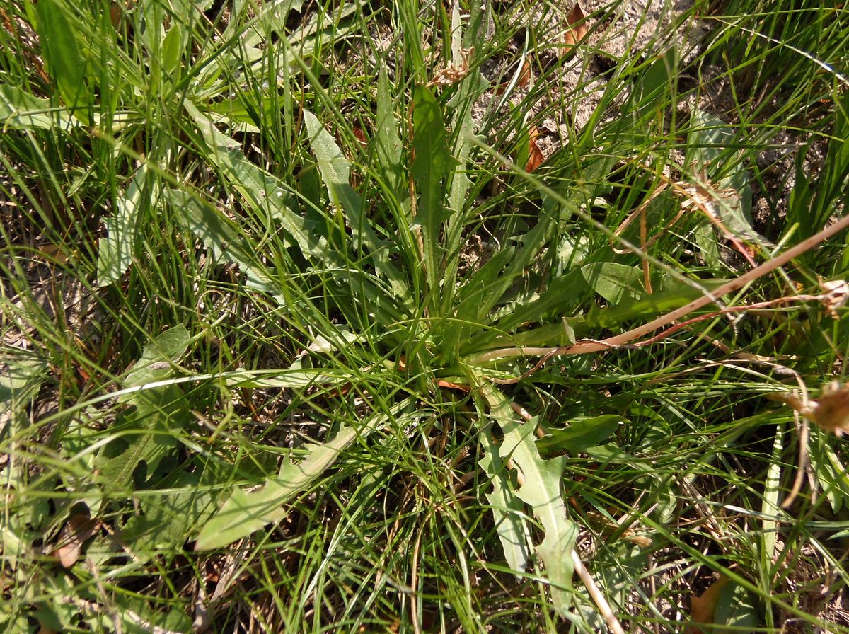 Image of Taraxacum bessarabicum specimen.