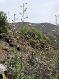 Echium triste ssp. nivariense