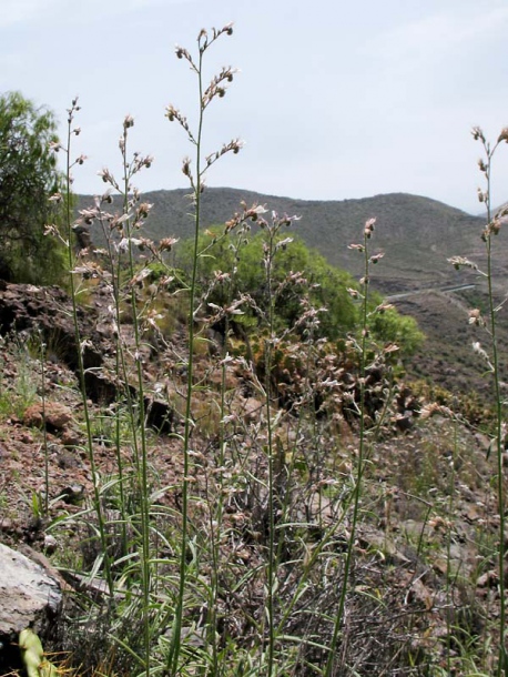Image of Echium triste ssp. nivariense specimen.
