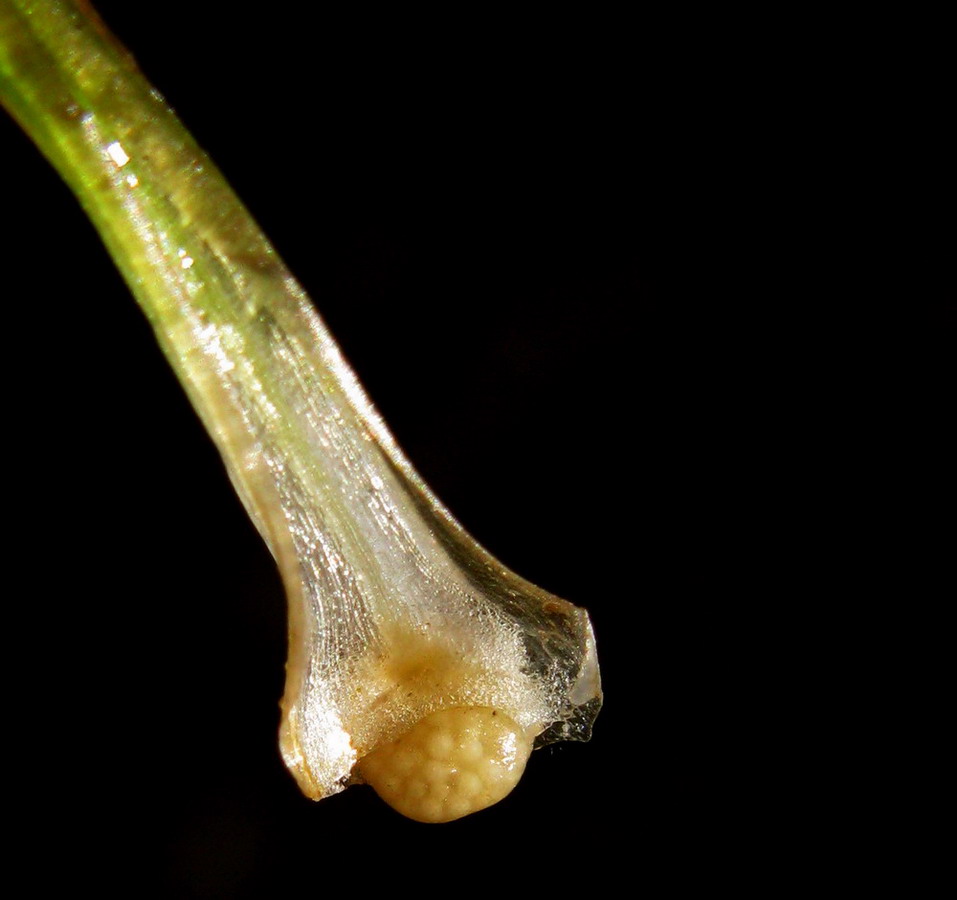 Image of Isoetes echinospora specimen.