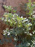 Zygophyllum miniatum