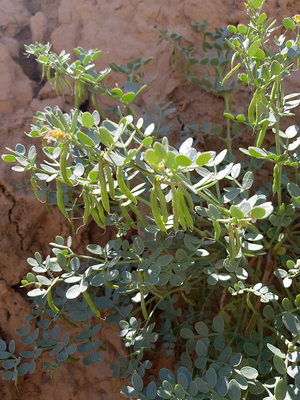 Изображение особи Zygophyllum miniatum.