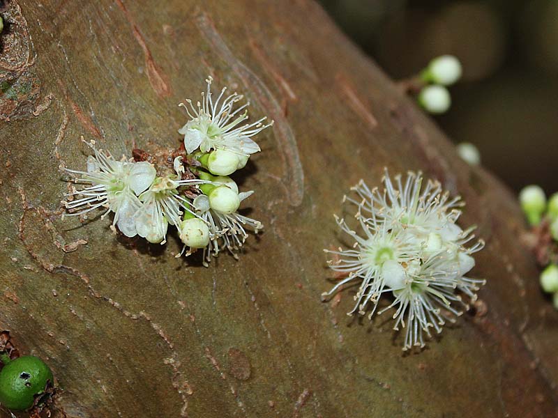 Image of Plinia cauliflora specimen.