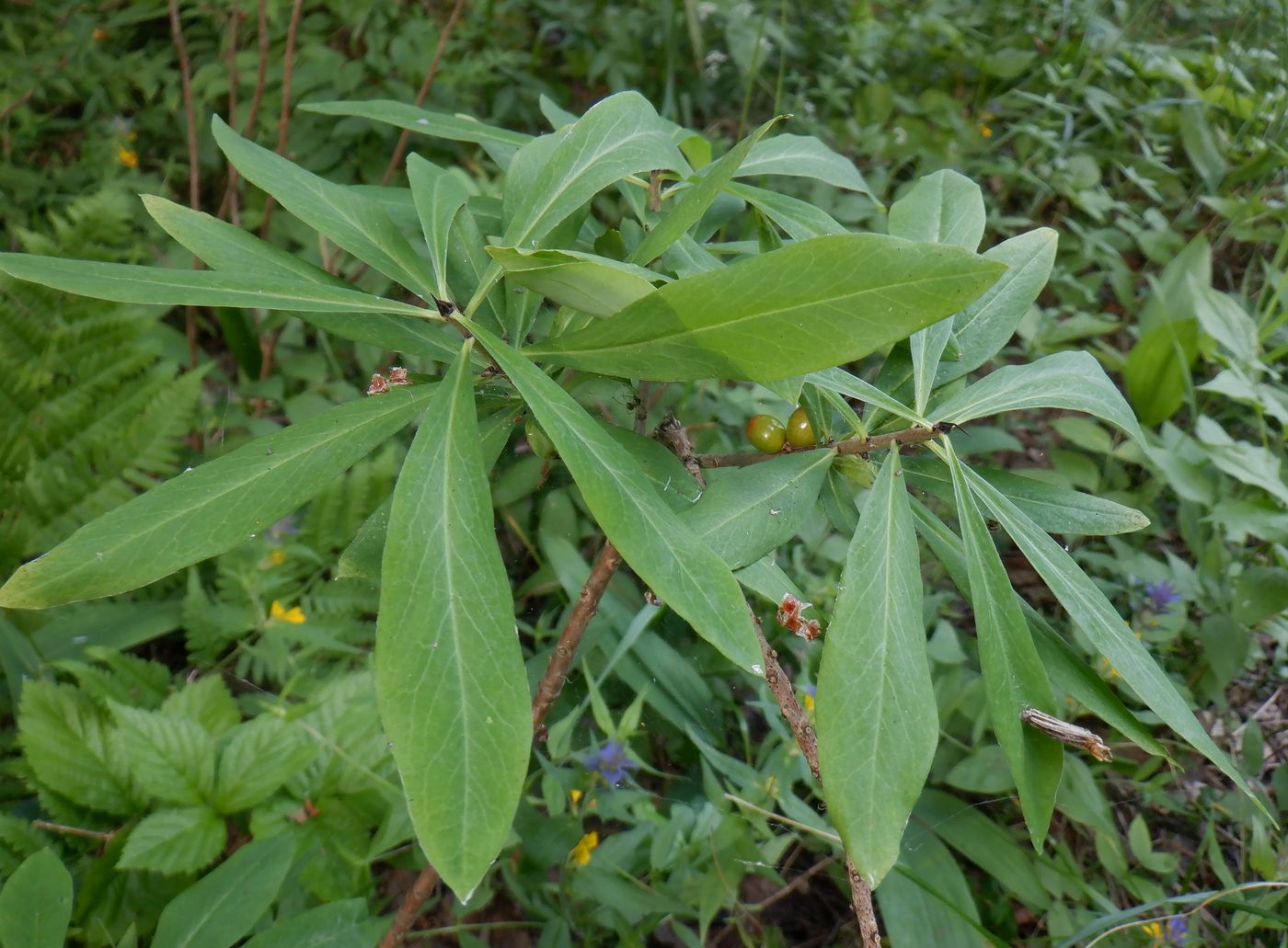 Image of Daphne mezereum specimen.