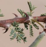 Vachellia reficiens