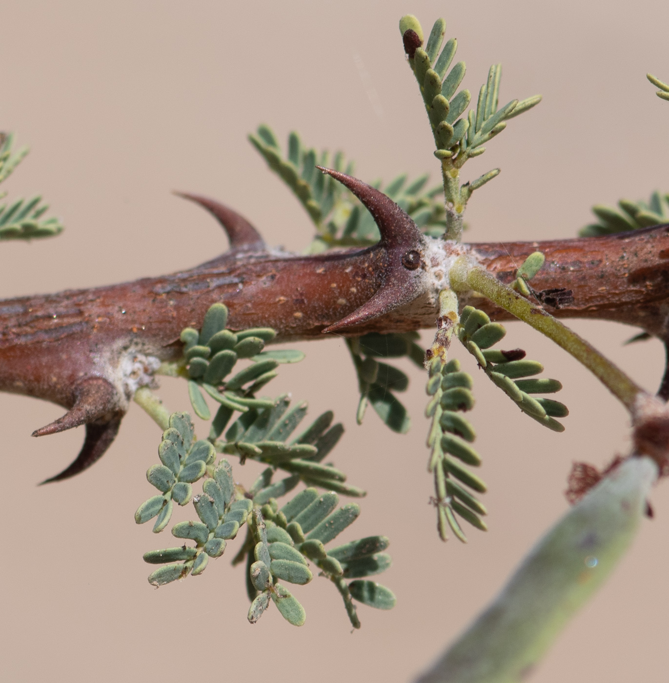 Изображение особи Vachellia reficiens.