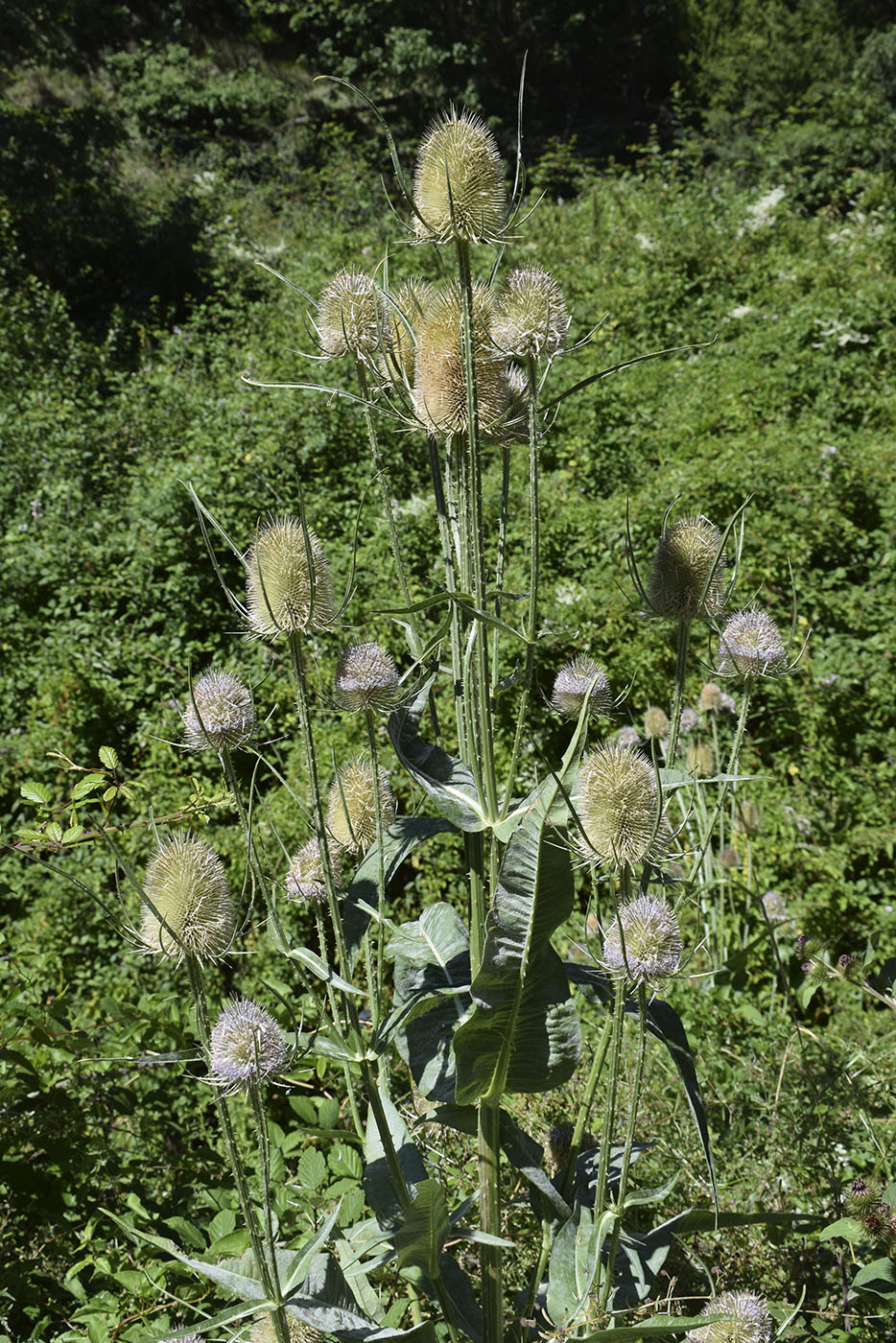 Image of Dipsacus fullonum specimen.