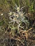 Eryngium amethystinum. Цветущее растение. Хорватия, Дубровник, гора Srd, травянистый склон с одиночными кустарниками. 28 августа 2010 г.