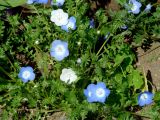 Nemophila menziesii. Цветущие растения. Иркутская обл., Иркутский р-н, пос. Листвянка, в культуре. 24.06.2020.