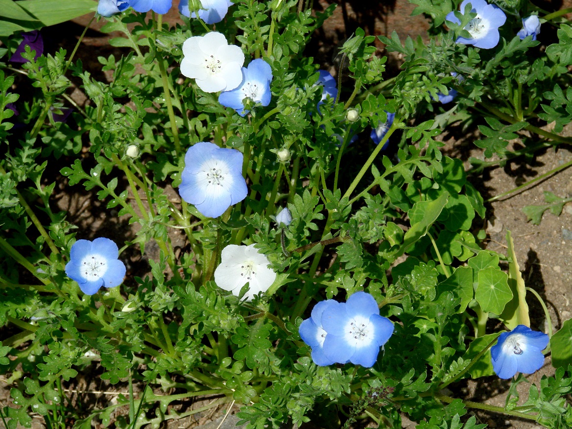 Image of Nemophila menziesii specimen.