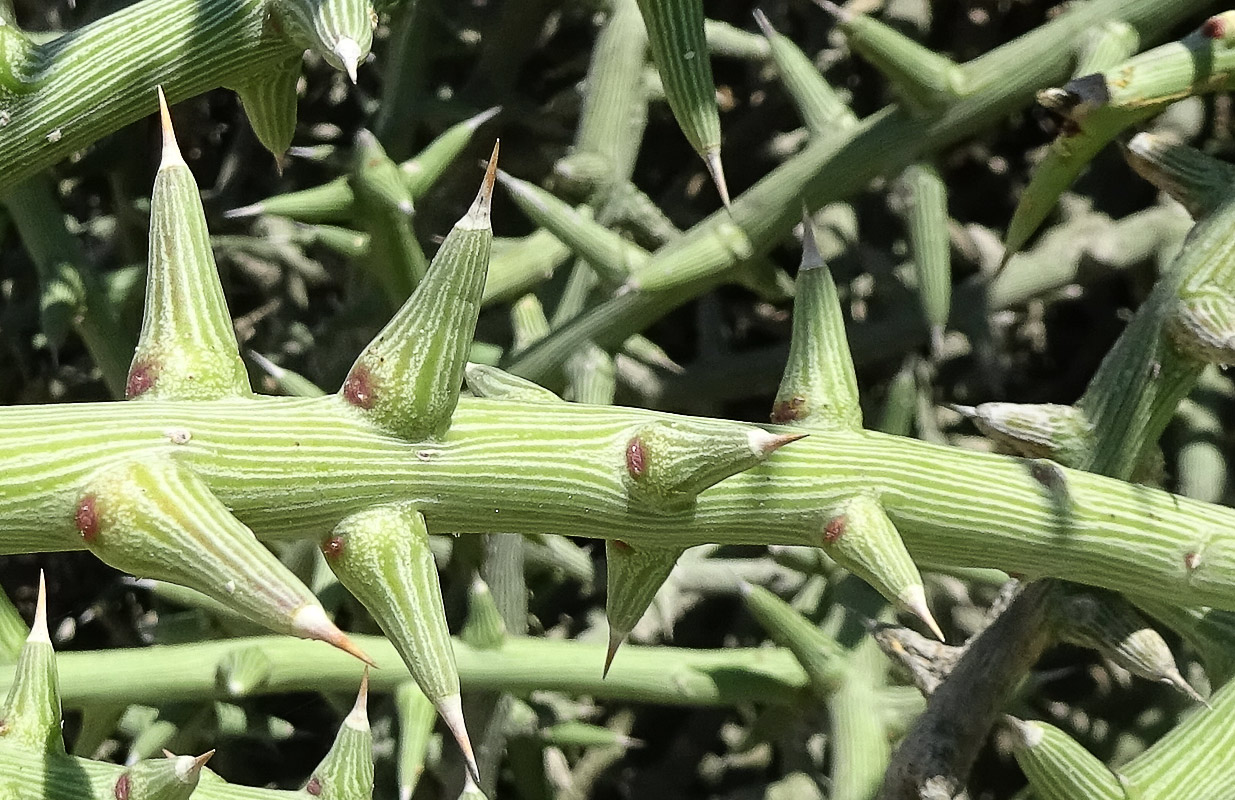 Image of Adenia globosa specimen.