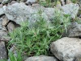 Artemisia tilesii. Растения на каменистой россыпи. Полярный Урал, верховье Большой Усы. 03.08.2010.