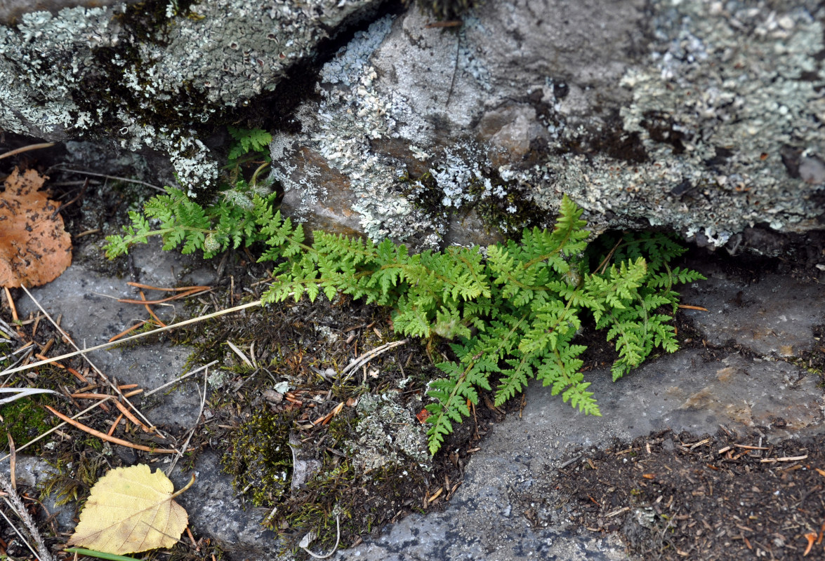 Image of Woodsia ilvensis specimen.