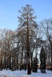 genus Larix. Покоящееся взрослое растение. Санкт-Петербург, Петроградский р-н, Ботанический сад им. Петра Великого, в культуре. 16.01.2021.