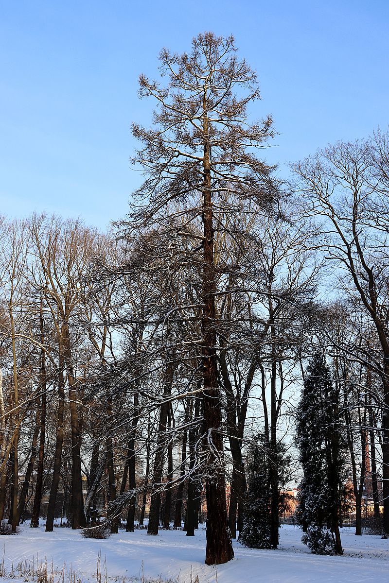 Image of genus Larix specimen.