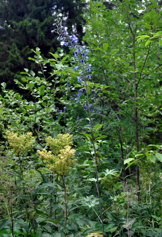 Image of Delphinium elatum specimen.