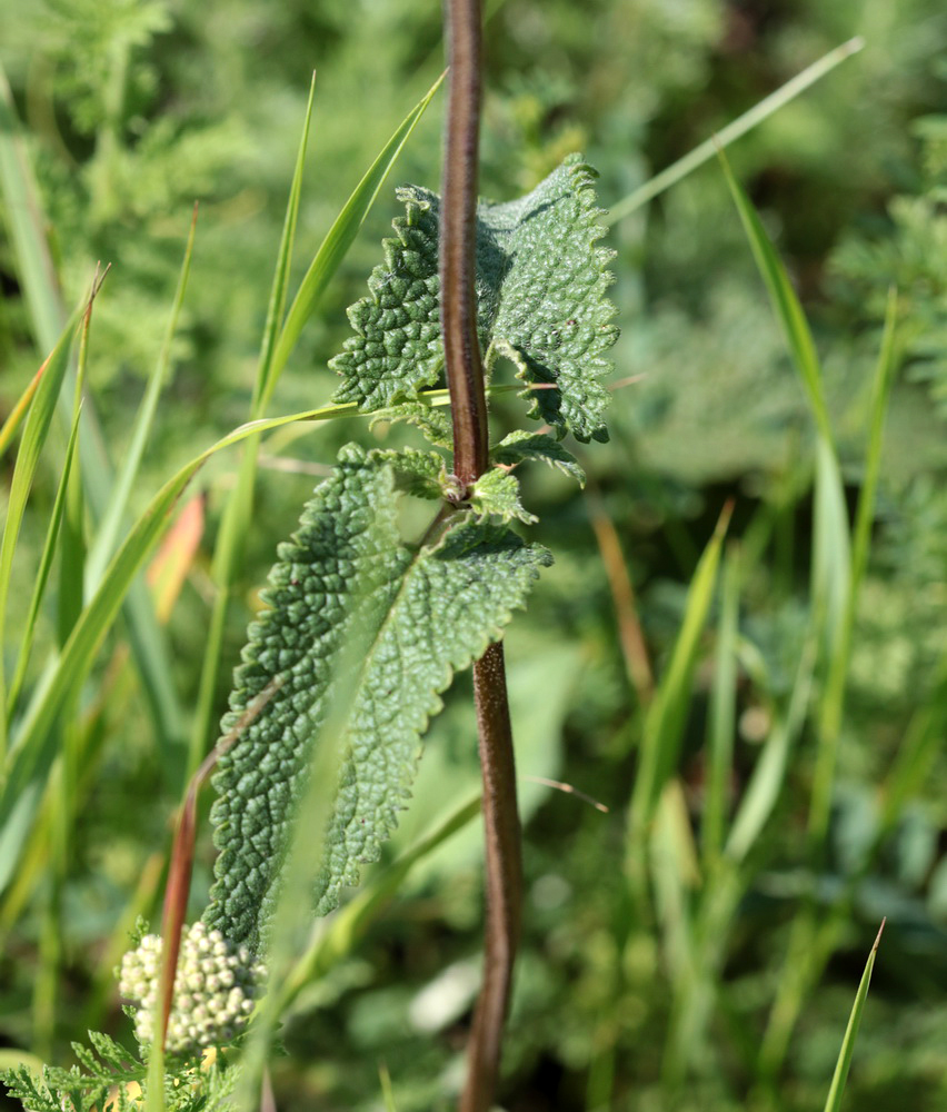 Image of Phlomoides tuberosa specimen.