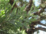 Juniperus foetidissima. Верхушка ветви. Краснодарский край, Абинский р-н, хр. Папай, каменистый склон. 14.05.2020.