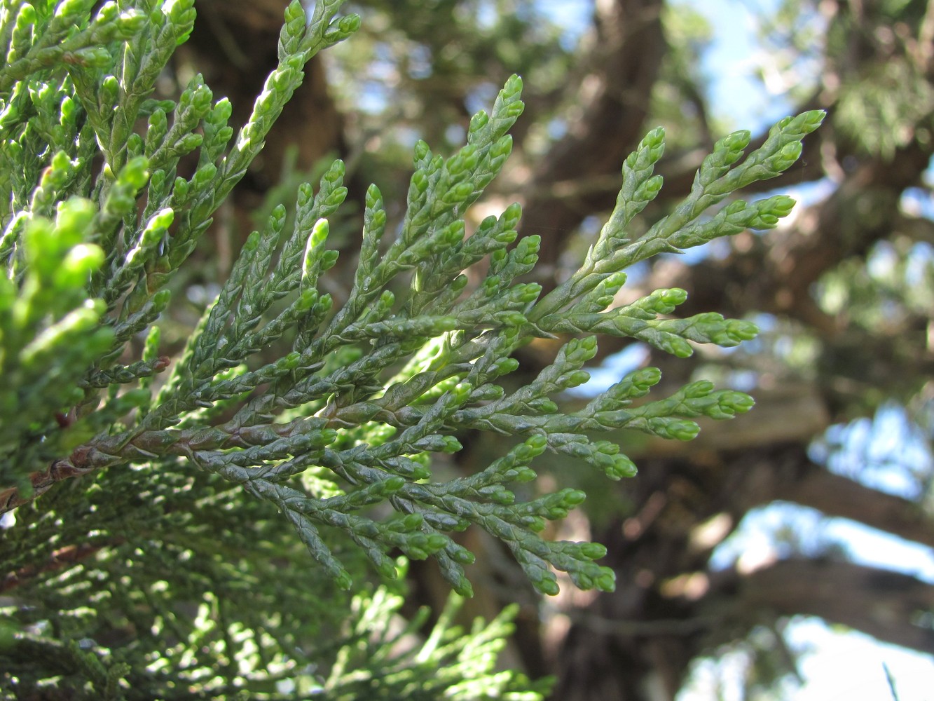 Image of Juniperus foetidissima specimen.