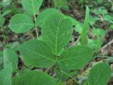 Staphylea pinnata. Лист, поражённый вирусом. Краснодарский край, Абинский р-н, окр. пос. Новый, приречный лес. 27.05.2020.