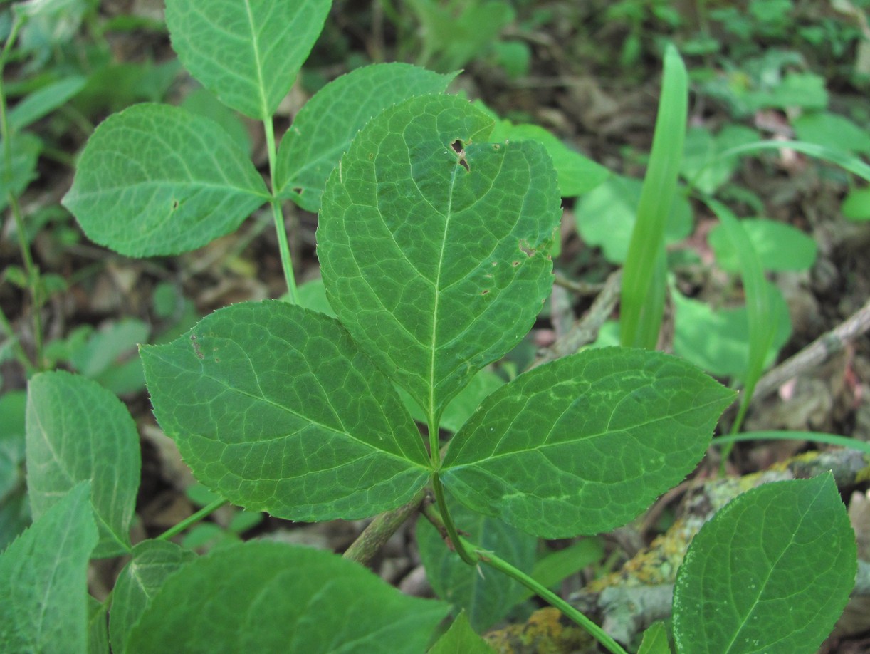 Image of Staphylea pinnata specimen.