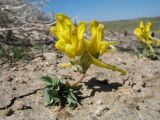 Corydalis sewerzowii. Цветущее растение с муравьём-жнецом. Южный Казахстан, Сырдарьинский Каратау, горы Улькунбурултау, ≈ 900 м н.у.м.; лог в степи на плато, где задерживается снег. 8 апреля 2021 г.