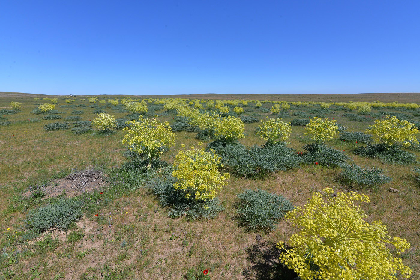 Image of Ferula foetida specimen.