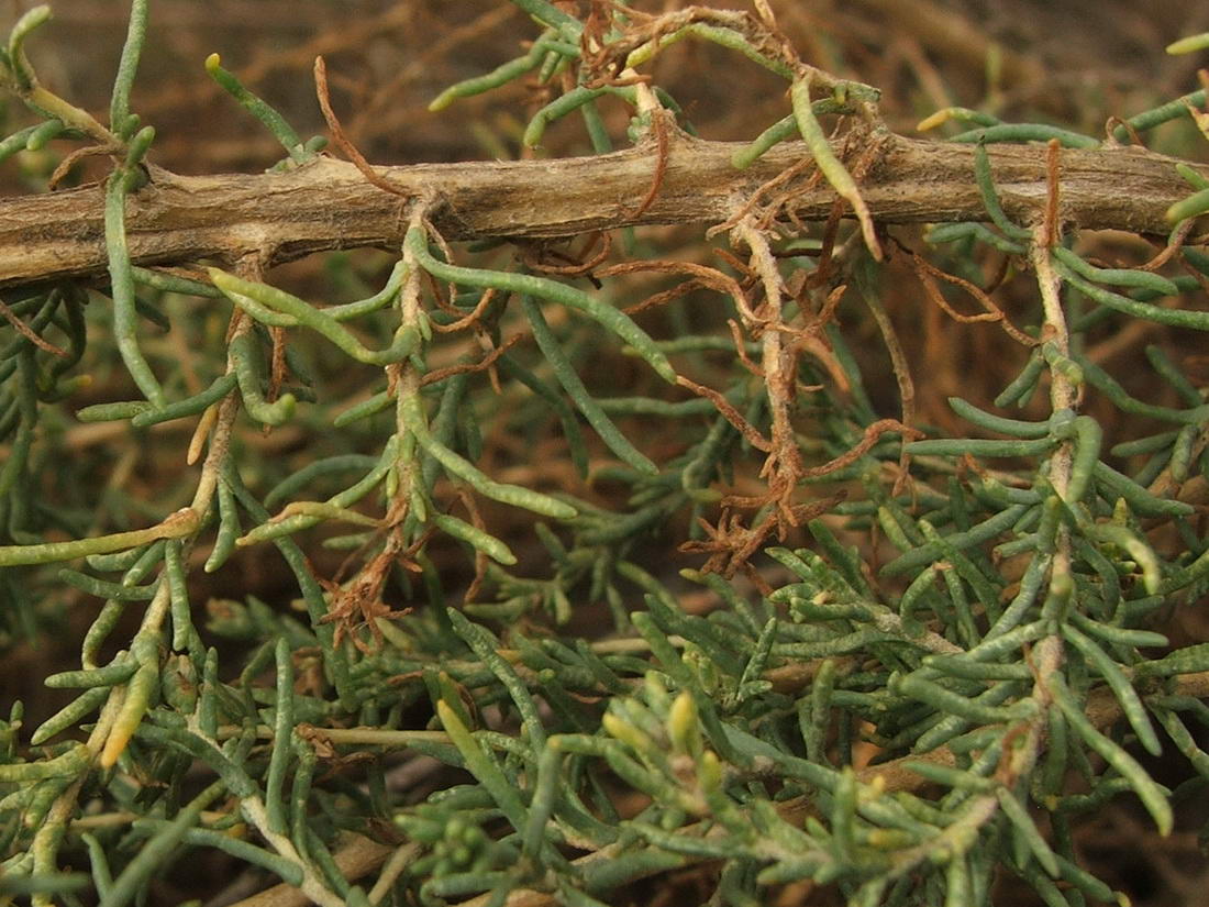 Изображение особи Salsola laricina.