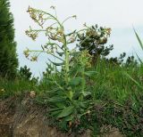 Hesperis tristis