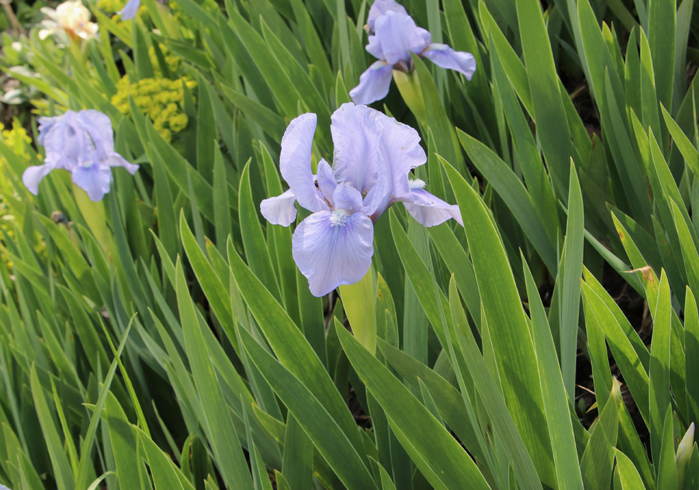 Image of Iris &times; hybrida specimen.