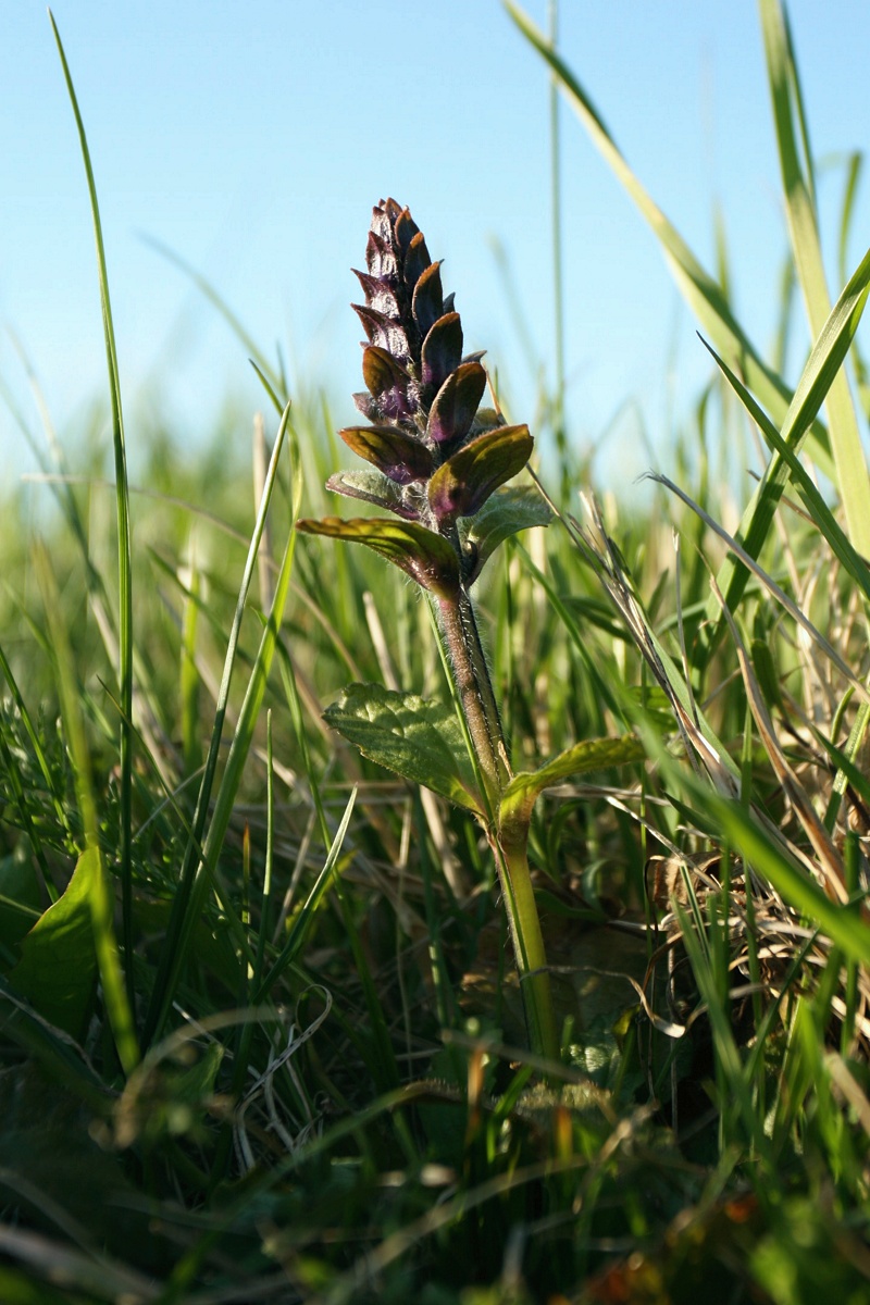 Image of Ajuga reptans specimen.