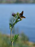 Medicago sativa. Верхушка побега с соцветиями и бабочкой. Татарстан, Зеленодольский р-н, Свияжск, берег р. Свияга. 06.06.2021.