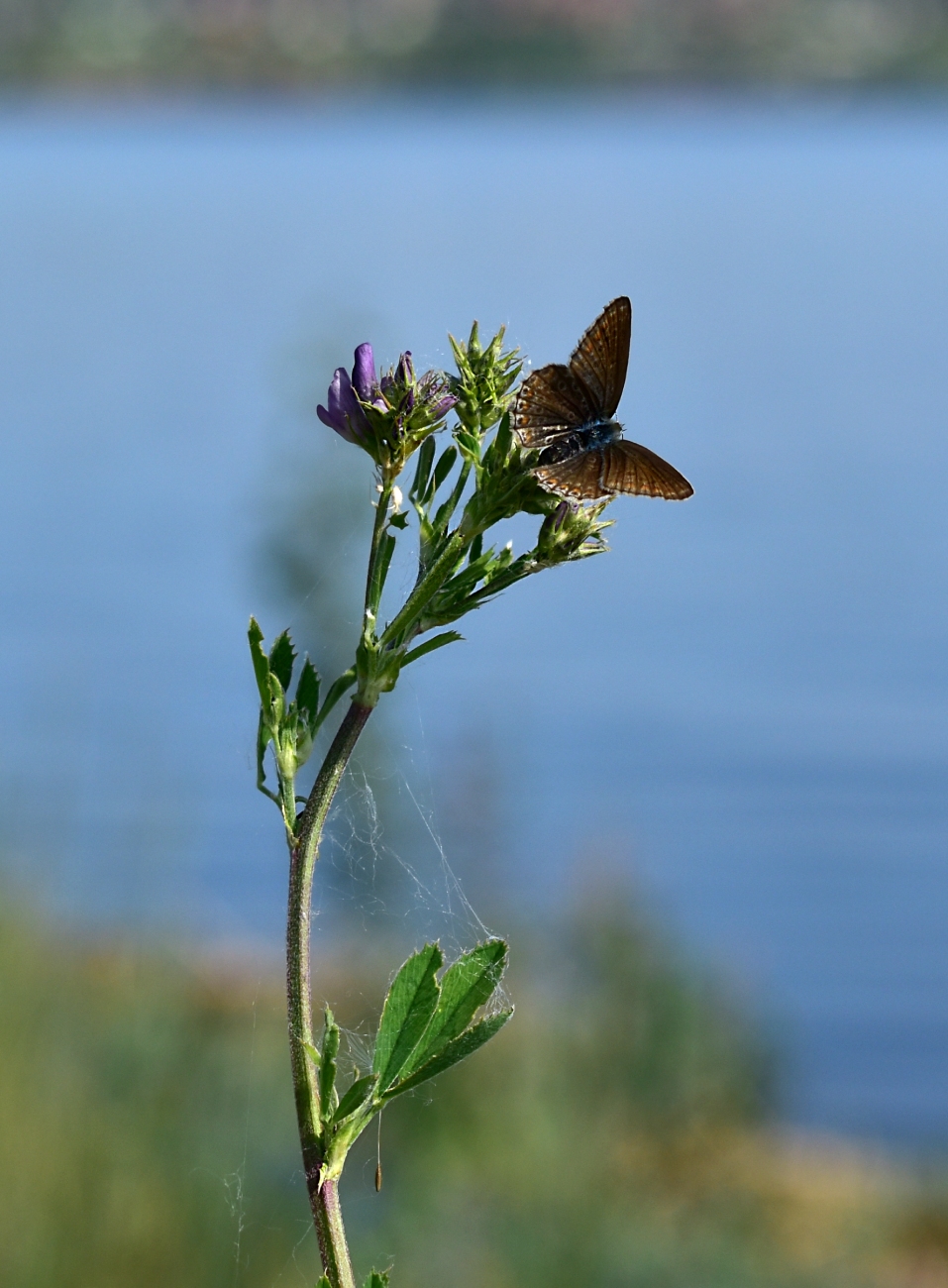 Image of Medicago sativa specimen.