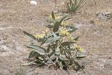 Phlomis bucharica