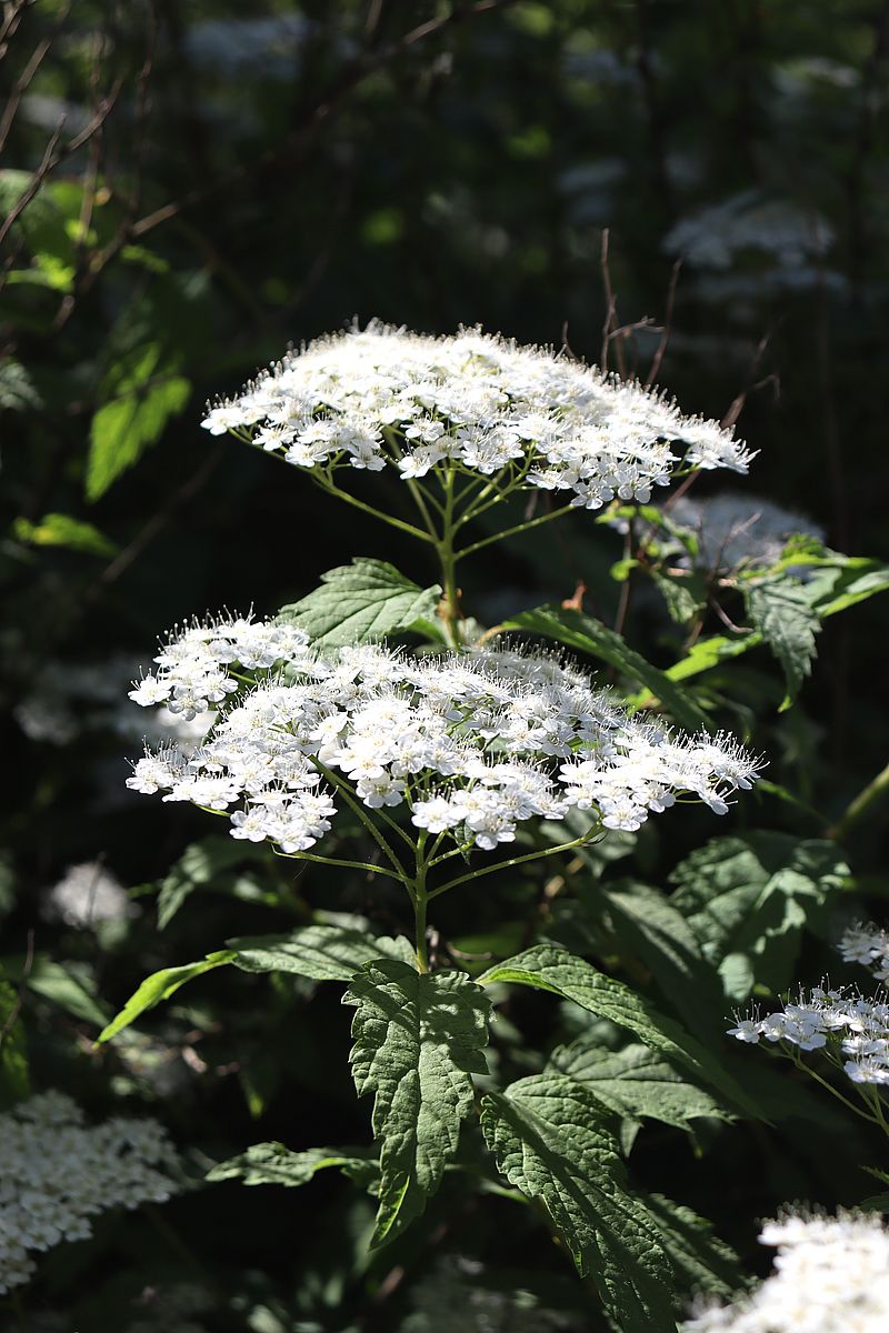 Изображение особи Spiraea rosthornii.