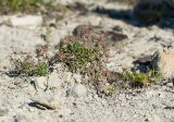 Thymus sessilifolius