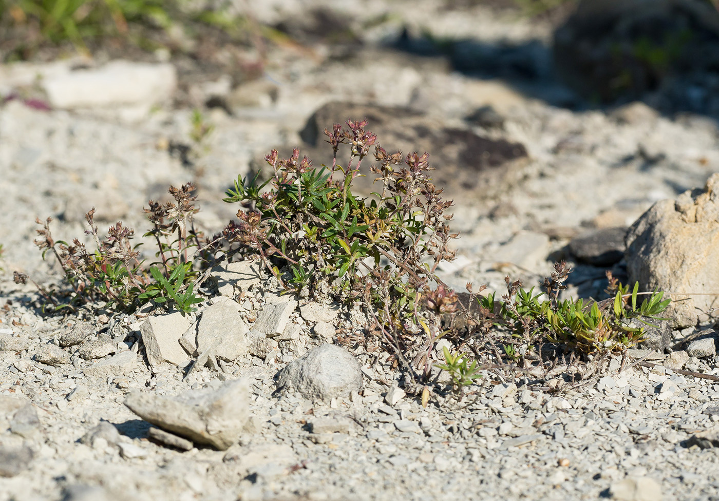 Изображение особи Thymus sessilifolius.