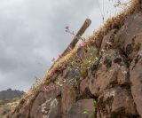 Oenothera rosea. Цветущее растение. Перу, регион Куско, археологический комплекс \"Писак\", в щели каменной кладки. 12.10.2019.