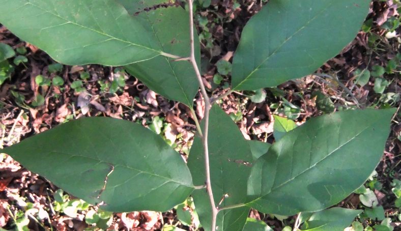 Изображение особи Maclura pomifera.