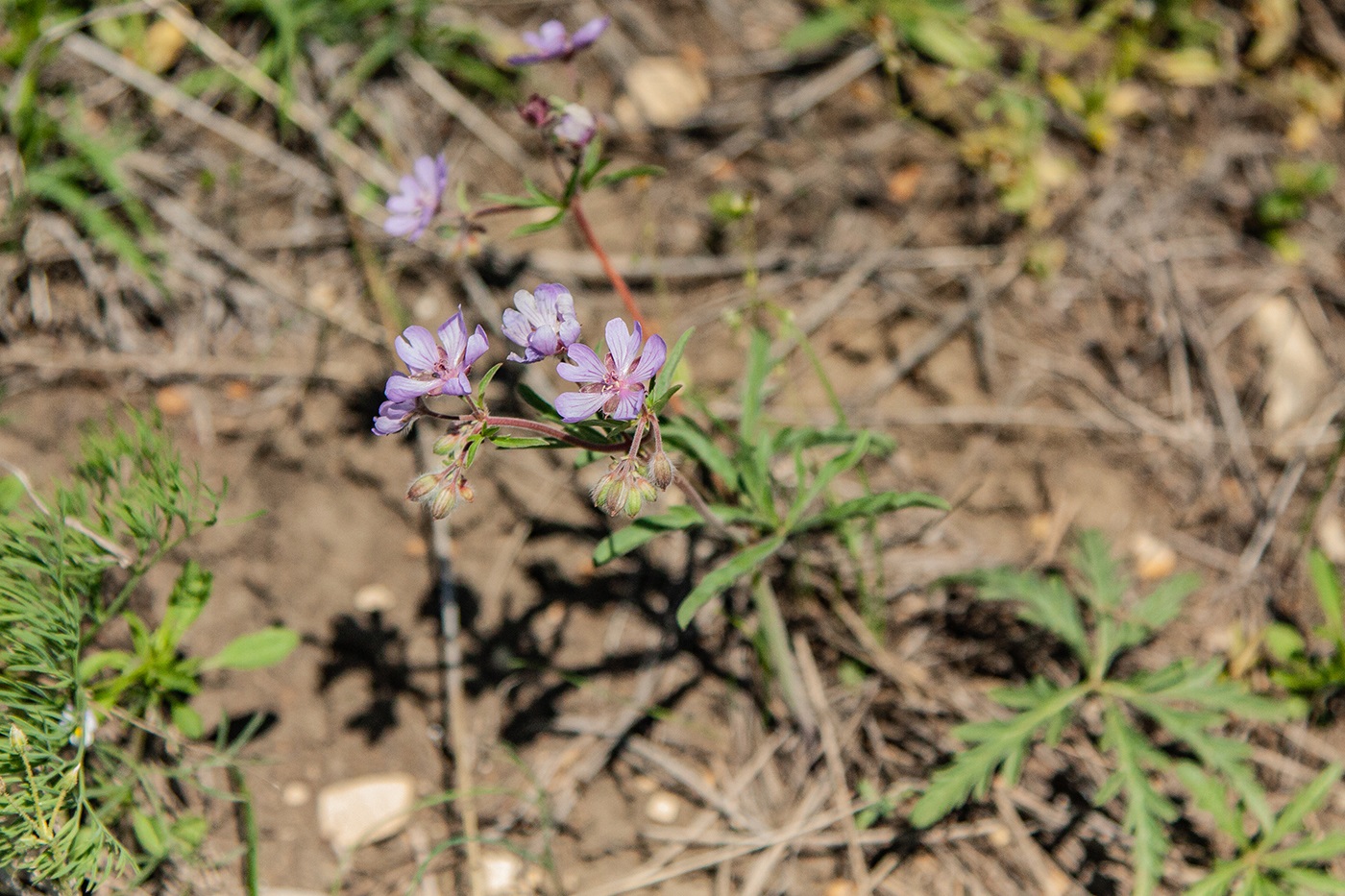 Изображение особи Geranium tuberosum.