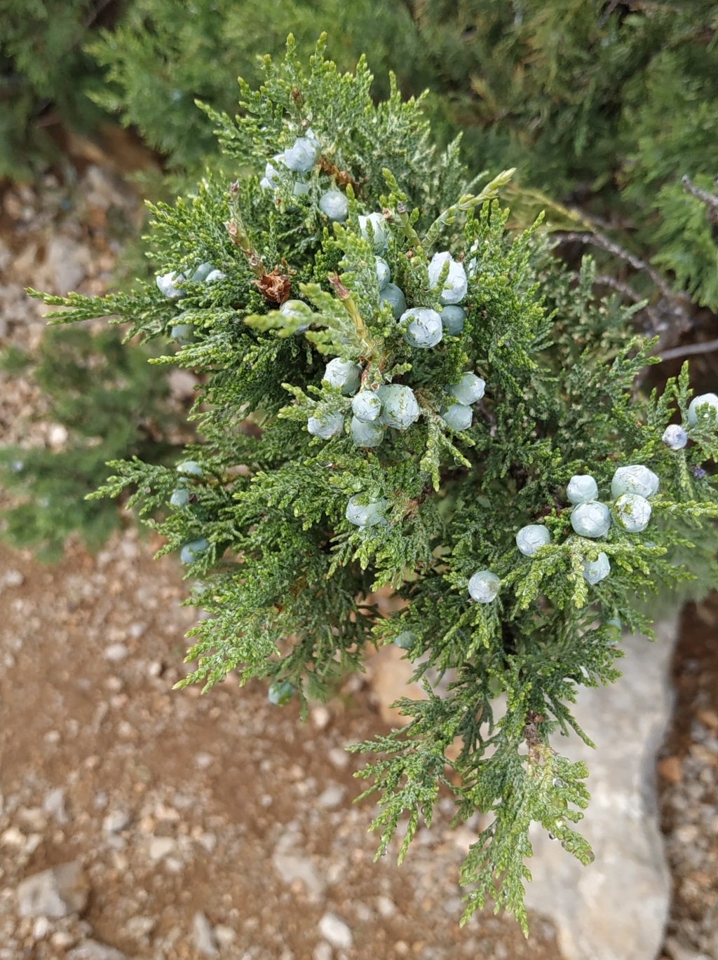 Изображение особи Juniperus excelsa.