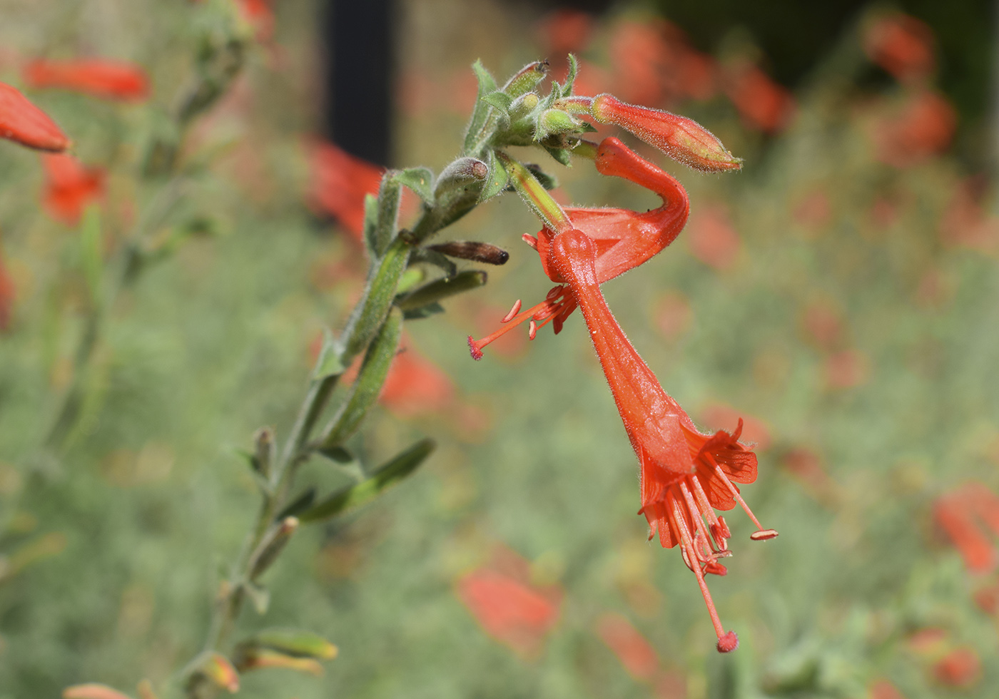 Изображение особи Epilobium canum.