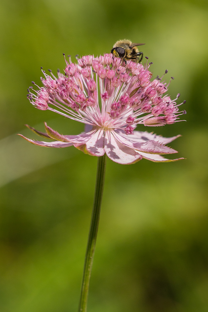 Image of Astrantia maxima specimen.