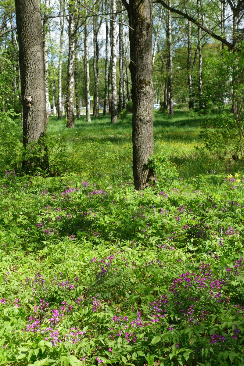 Image of Lathyrus vernus specimen.