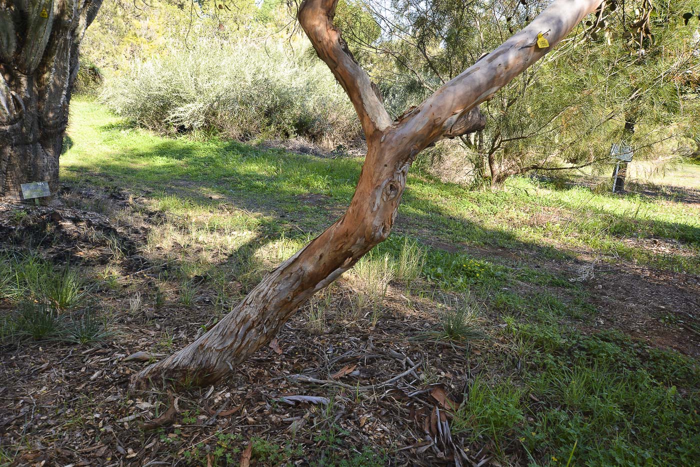 Image of genus Eucalyptus specimen.