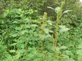 Amaranthus retroflexus. Верхушки цветущих растений. Хабаровск, ул. Ульяновская 60, в огороде. 23.07.2009.