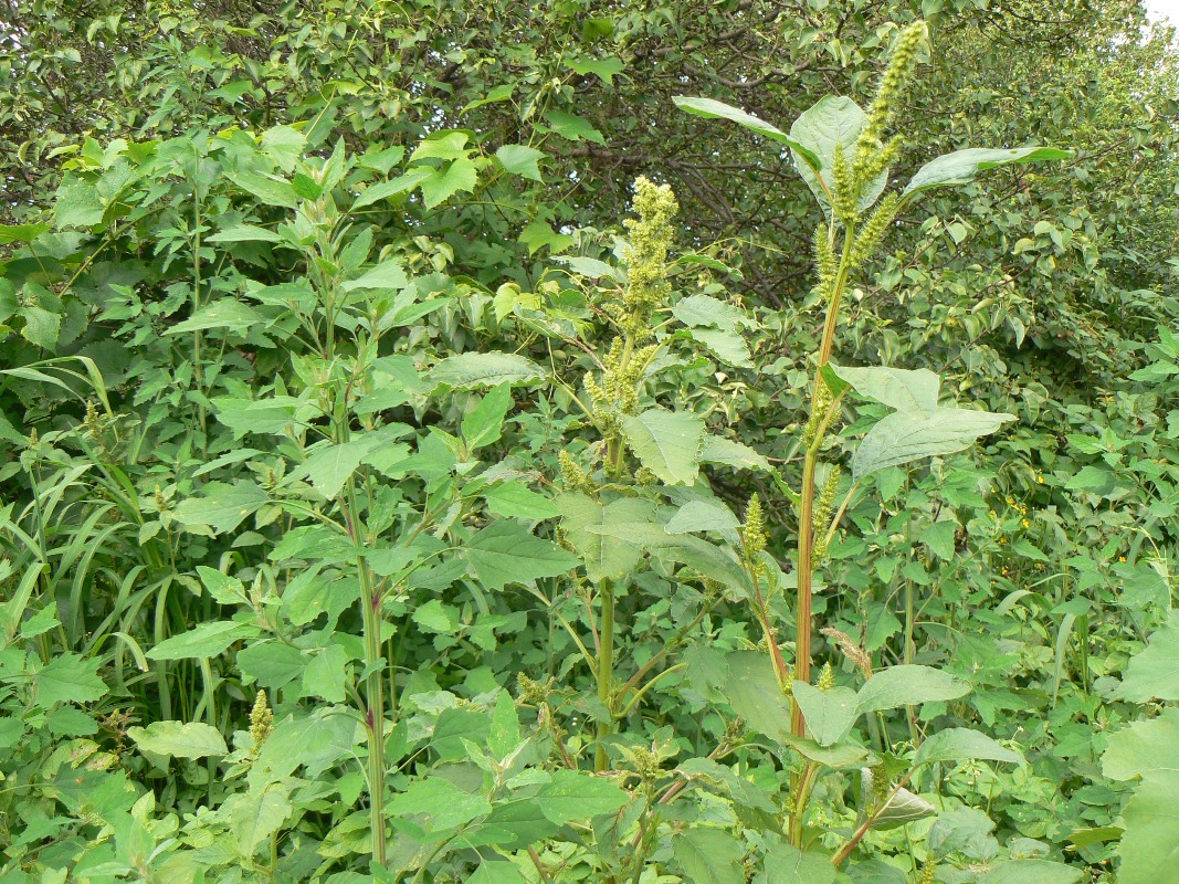 Image of Amaranthus retroflexus specimen.