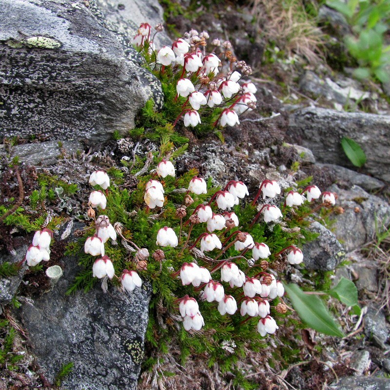 Image of Harrimanella hypnoides specimen.