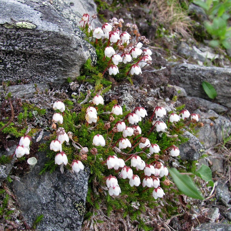 Изображение особи Harrimanella hypnoides.